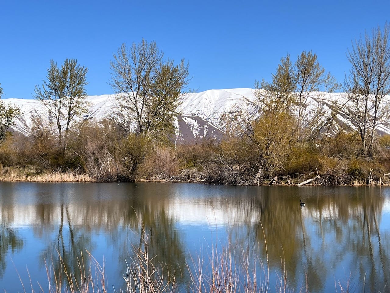 A pond with trees behind it and Cleman Mountain in the distance