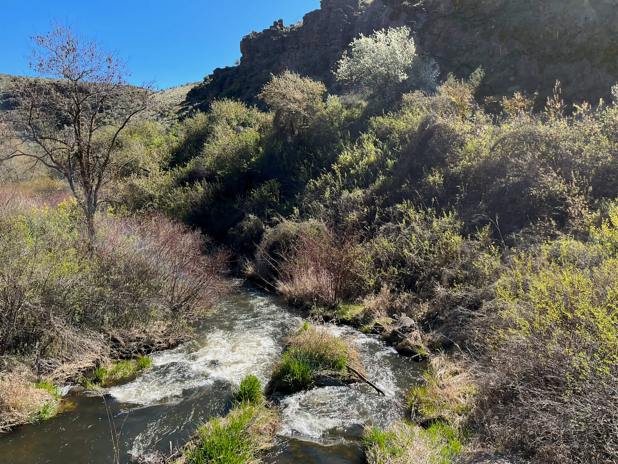 Photo of Cowiche Creek, flowing bottom center to mid-left, with shrubs on banks and butte in right background