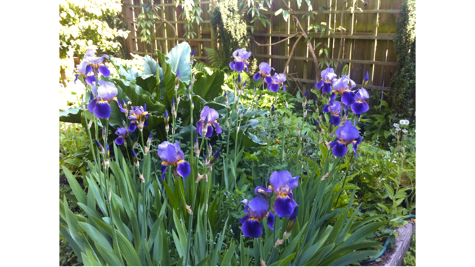 Photo of purple 3-pronged blossoms with yellow-orange interiors amongst green leaves, in front of a wooden fence