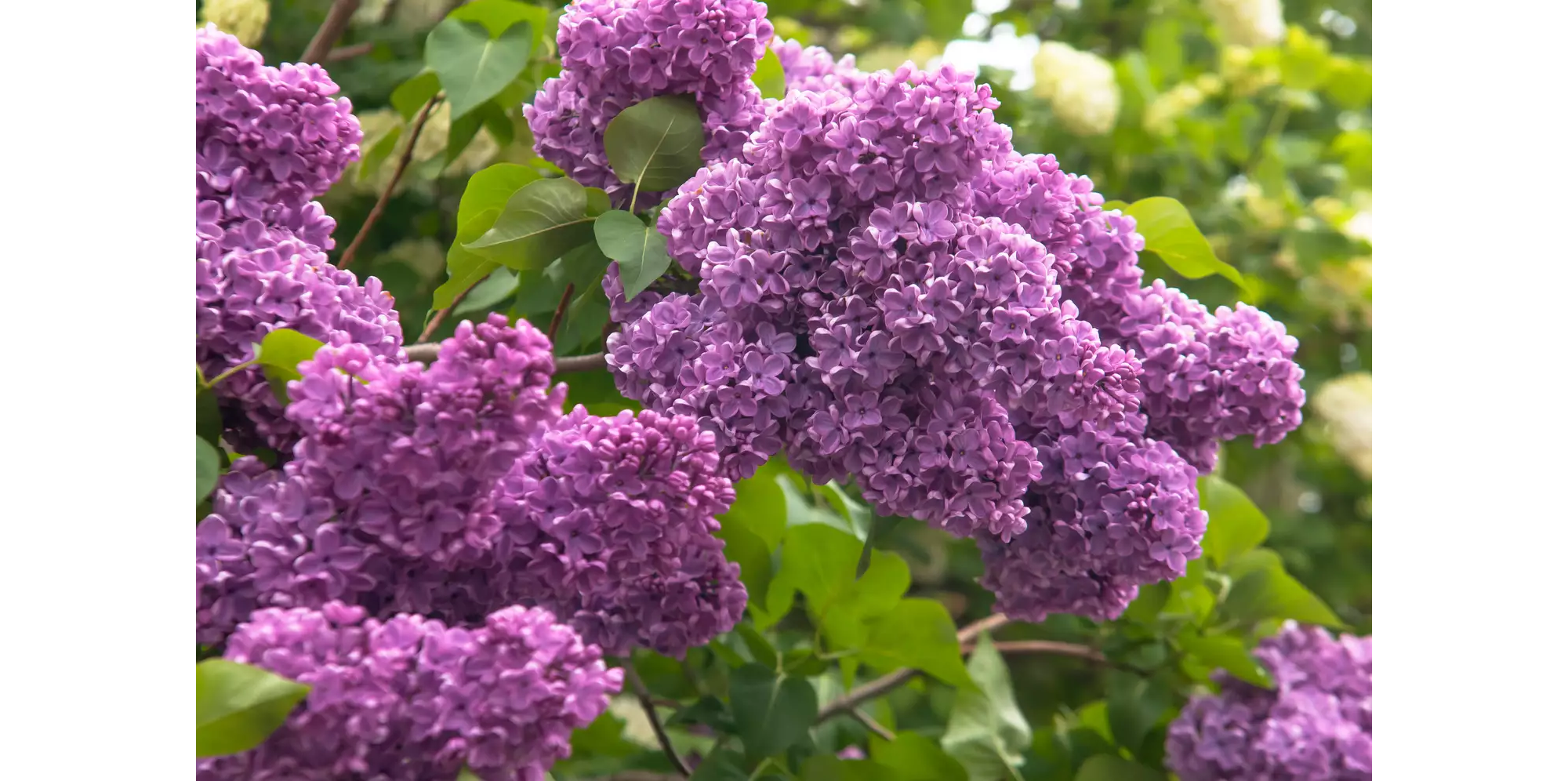 Photo of purple flowers against green background