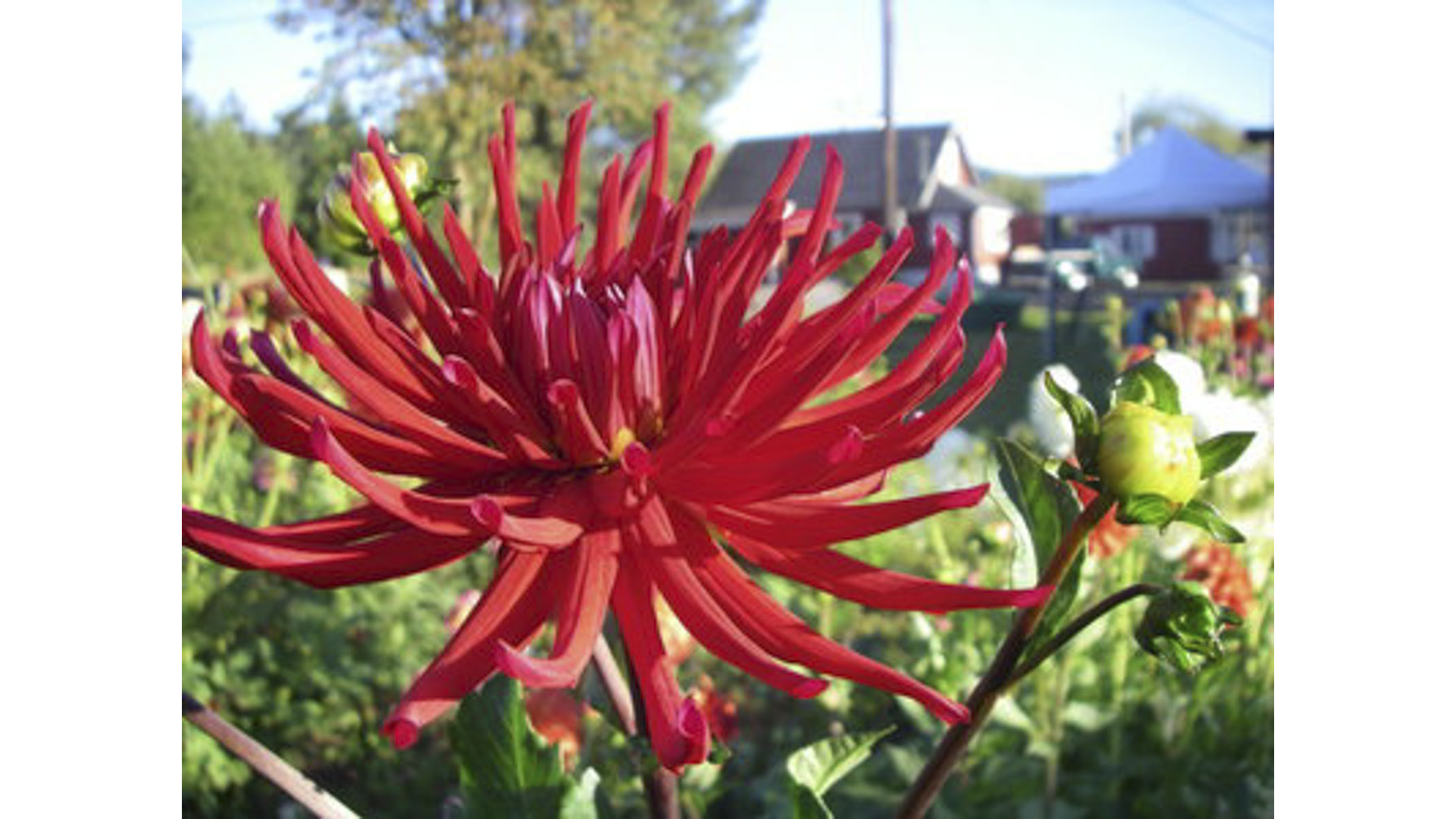 Closeup photo of red, many-spined single blossom