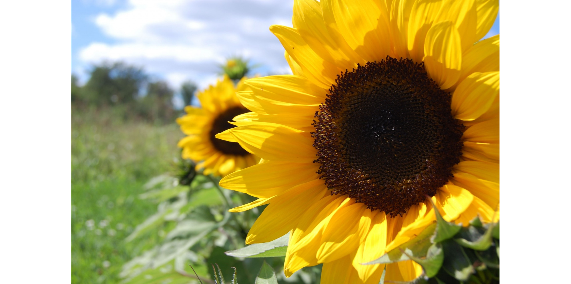 Closeup photo of yellow flower with large brown interior