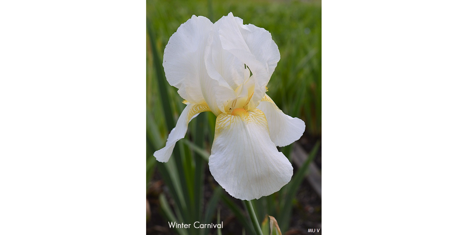Closeup of photo of "Winter Carnival" iris blossom with yellow-orange interior