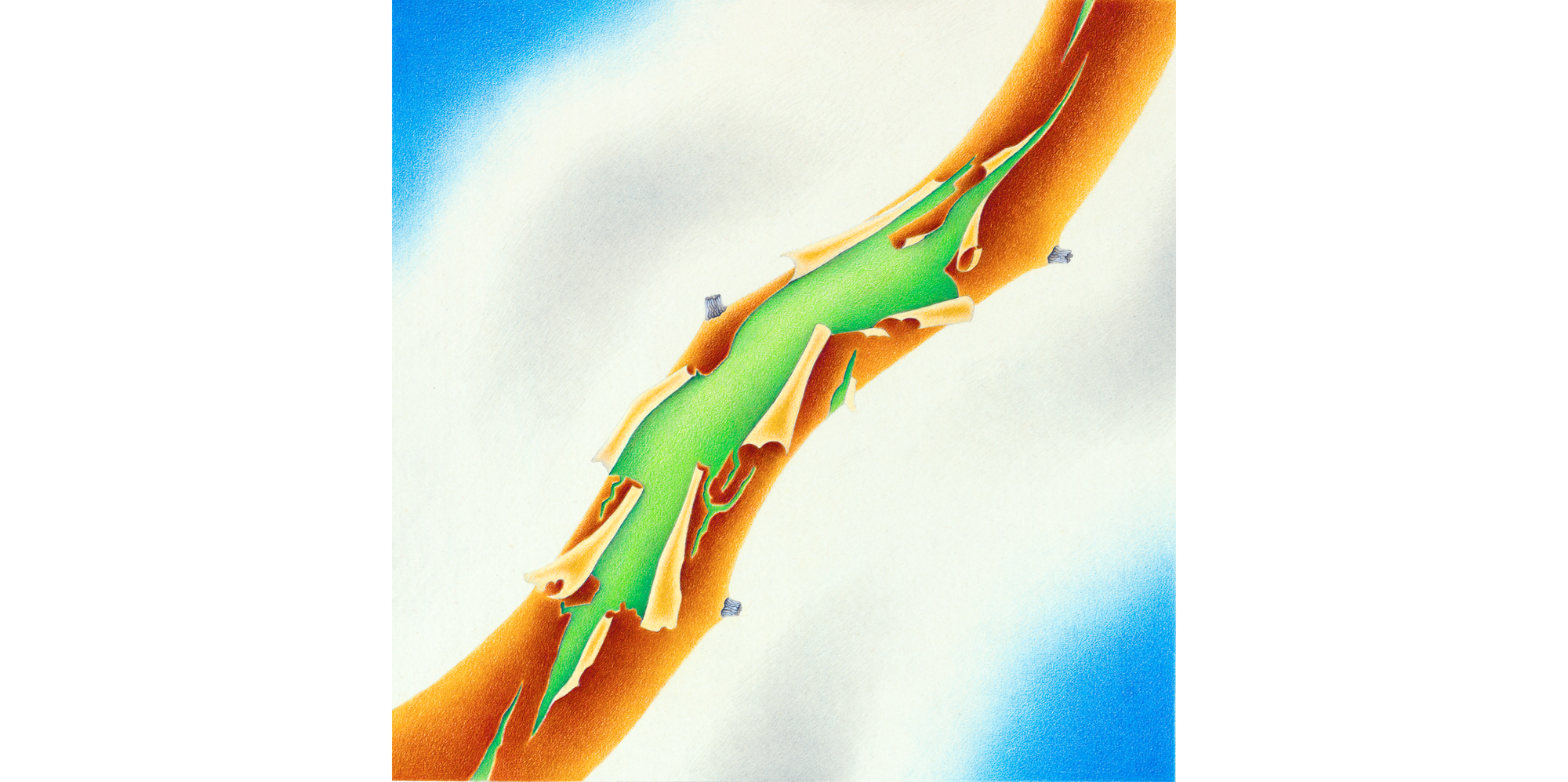 Painting of a segment of a madrona tree branch, with brown bark peeling to reveal green cambium layer, against white and blue background.