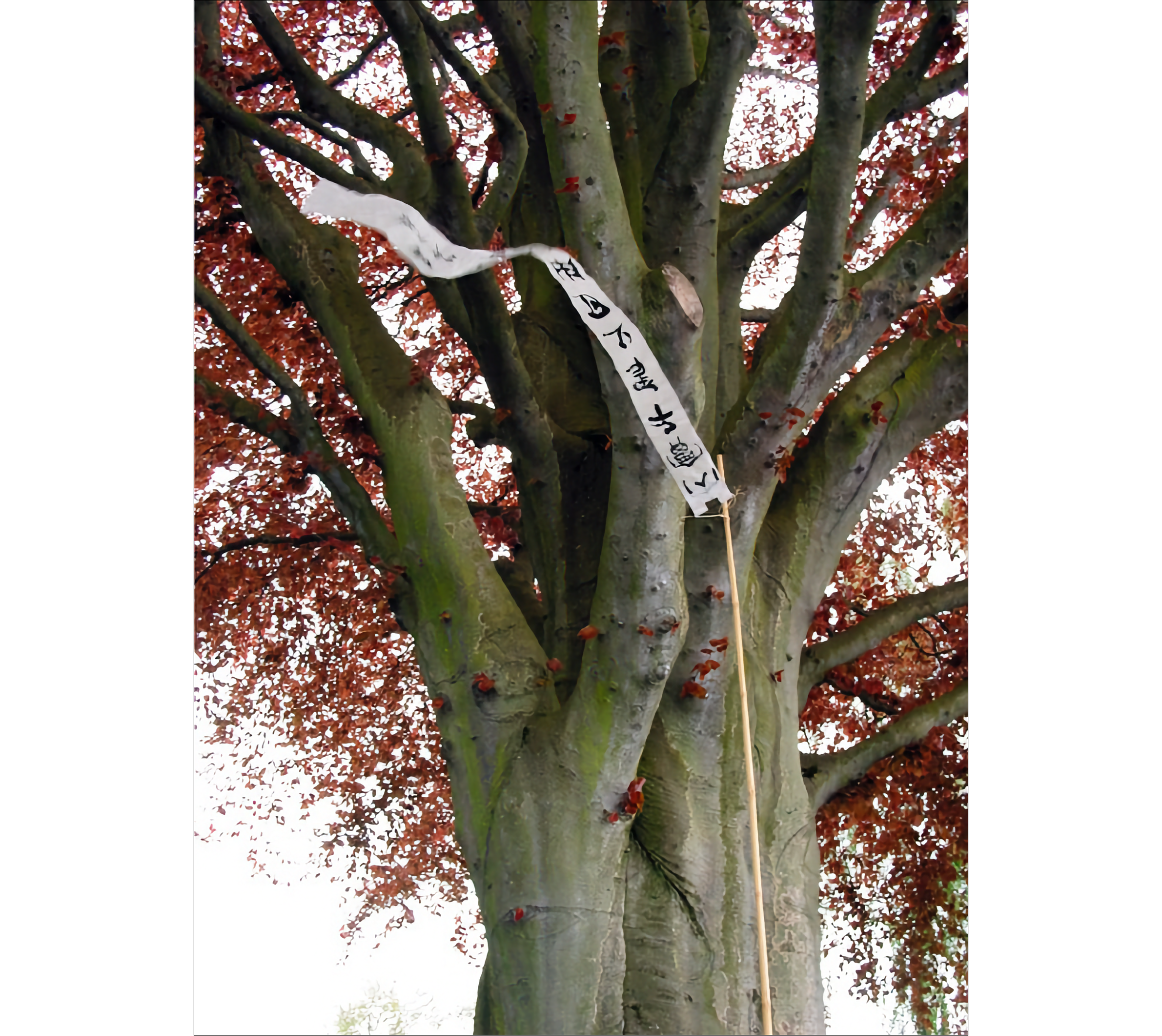 Photo of upper section of copper beech tree with red leaves, and white flag with Chinese calligraphy in front
