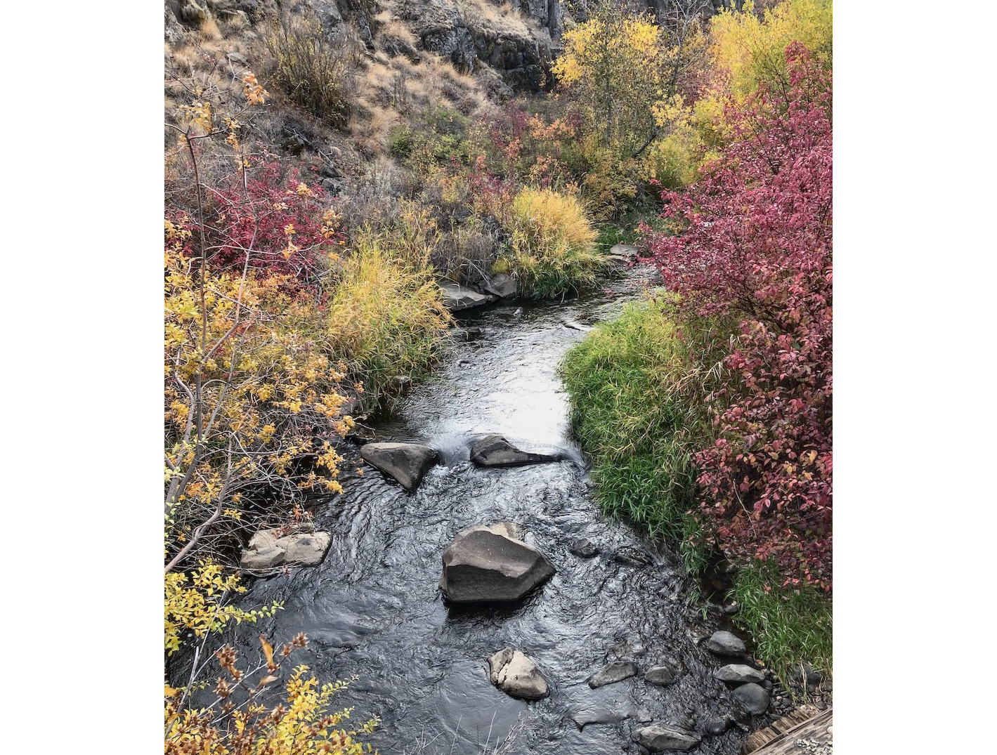 Photo of a creek surrounded by colored vegetation