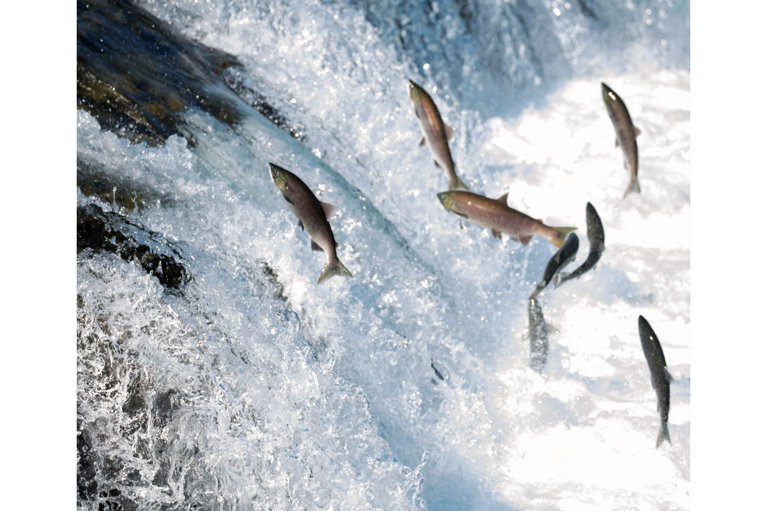 Photo of 8 salmon leaping up a waterfall