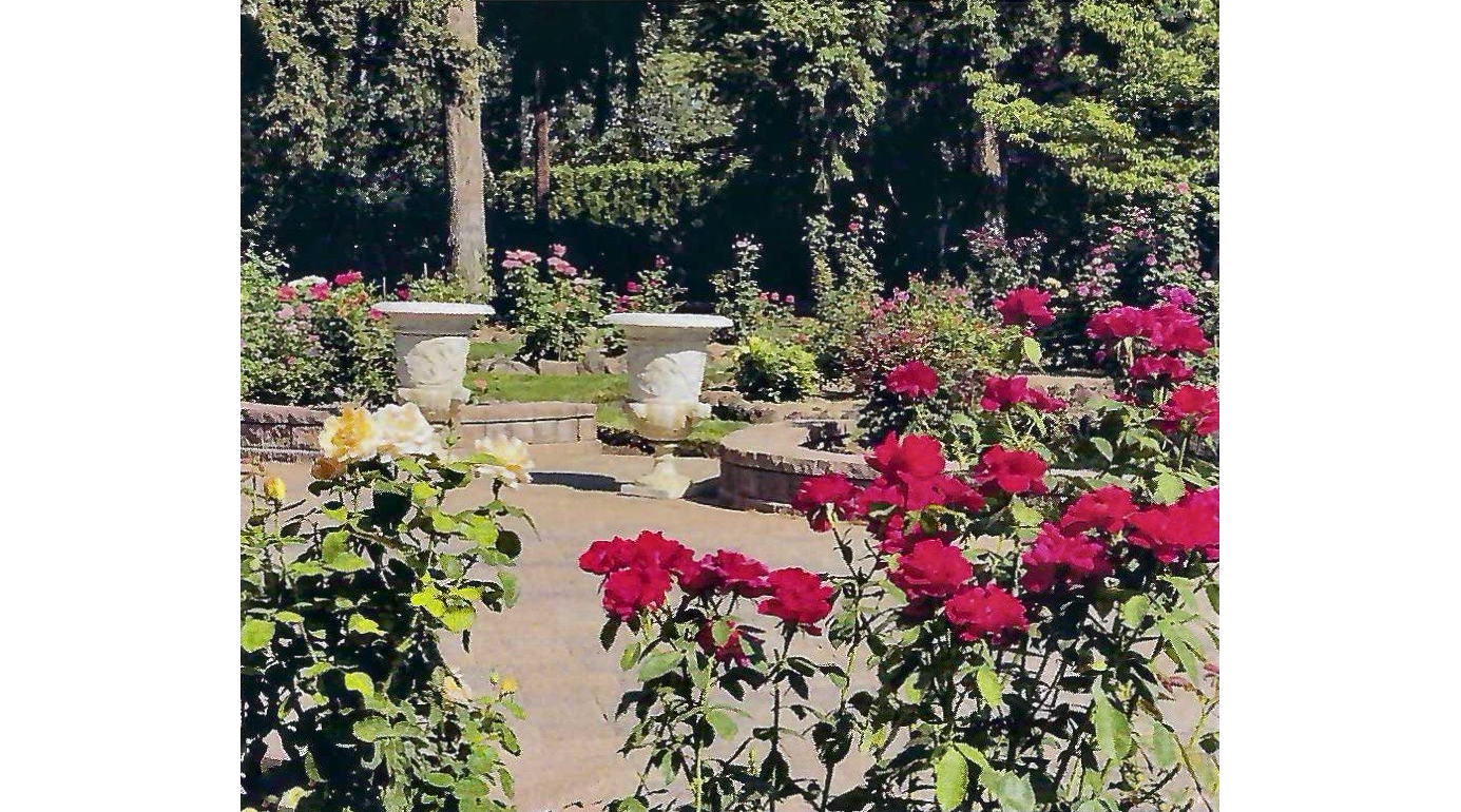 Photo of white and red roses in front of stone tile patio, with two white urns on left and trees and hedges in back