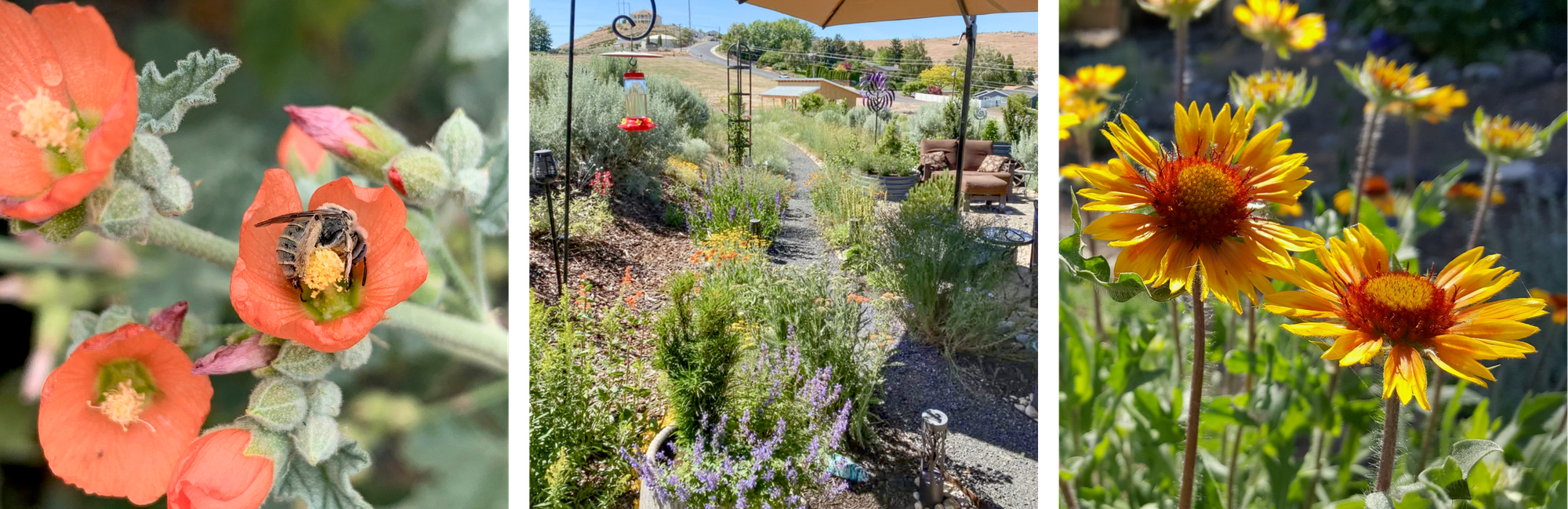 Photo tryptych: red-orange blossom with bee on stamen; backyard filed with native plants and stone pathways; two golden flowers with red centers 