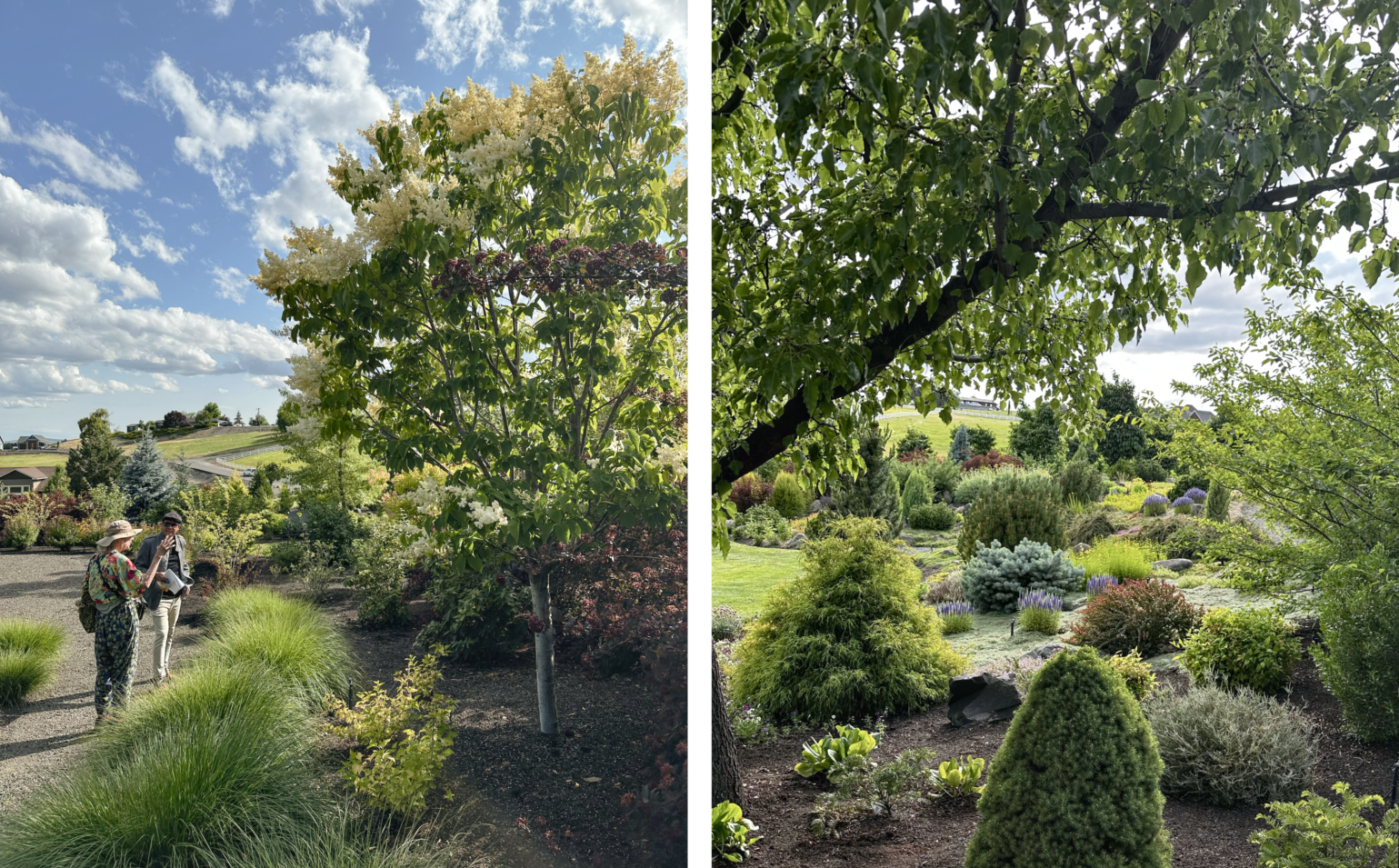 Photo diptych: Sandra and Guillermo talking while facing right looking at a tree, with garden and hills in background; view past an overhanging branch of landscaped green low plants and flowers