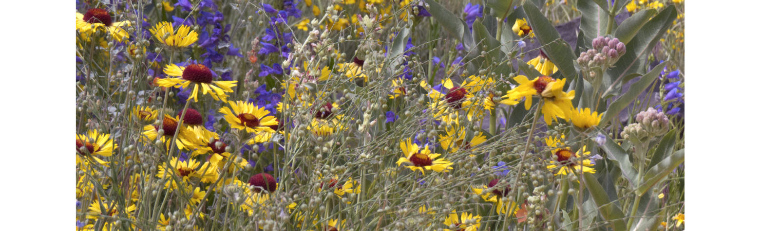 Photo of gold, multi-colored flowers with red centers in foreground, and pink, purple and green-colored flowers and plants in background