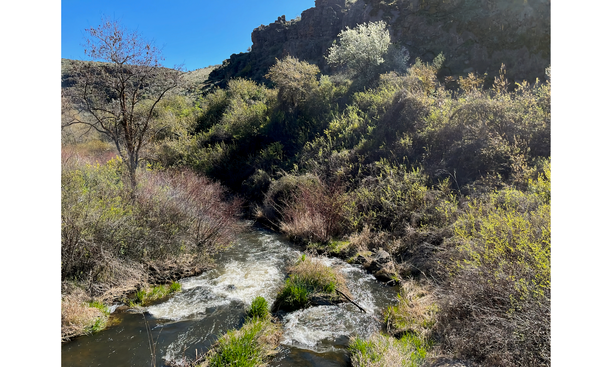 Photo of Cowiche Creek, flowing bottom center to mid-left, with shrubs on banks and butte in right background