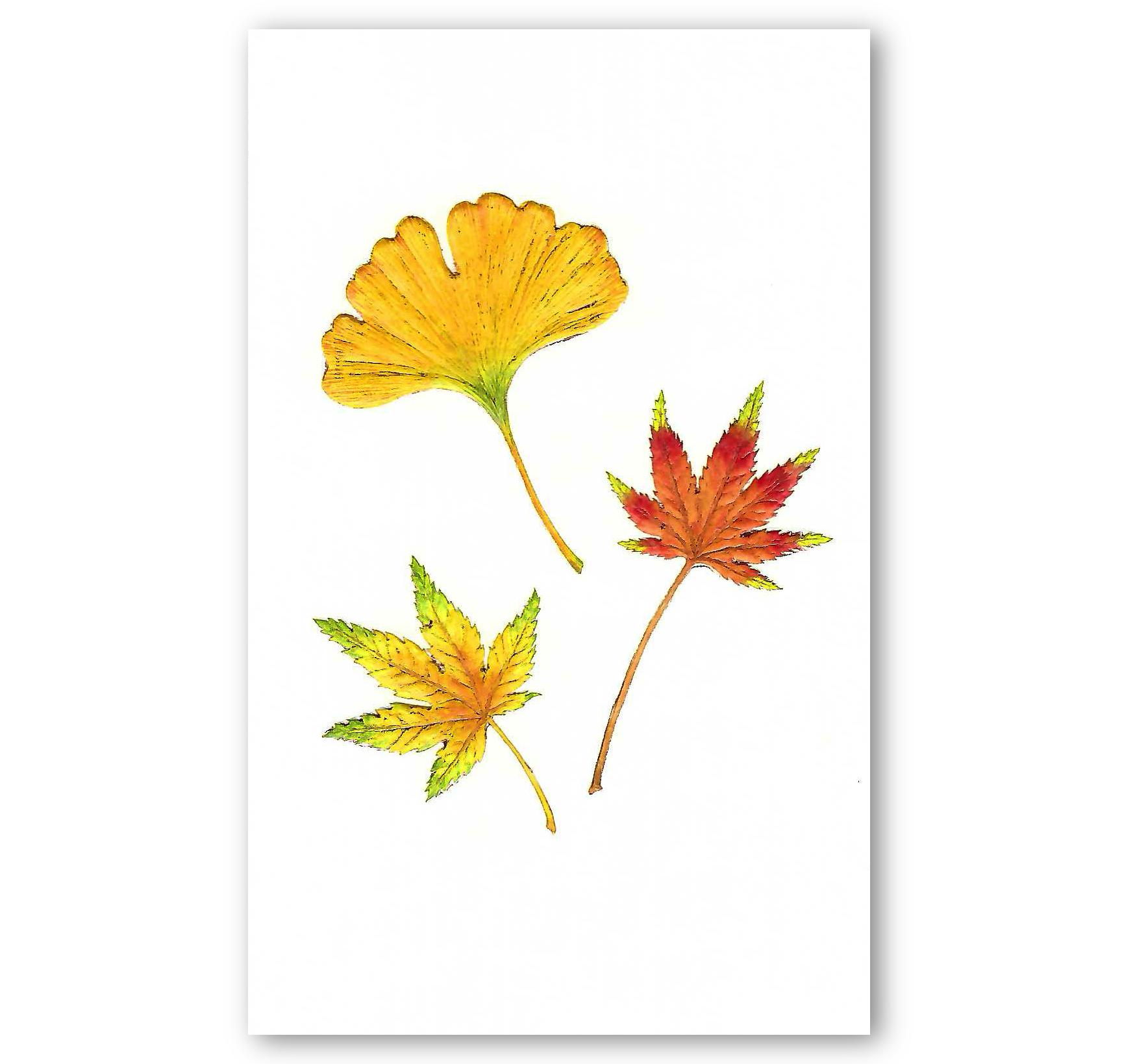 Image of white greeting card with golden ginkgo leaf and two red, green and yellow maple leaves