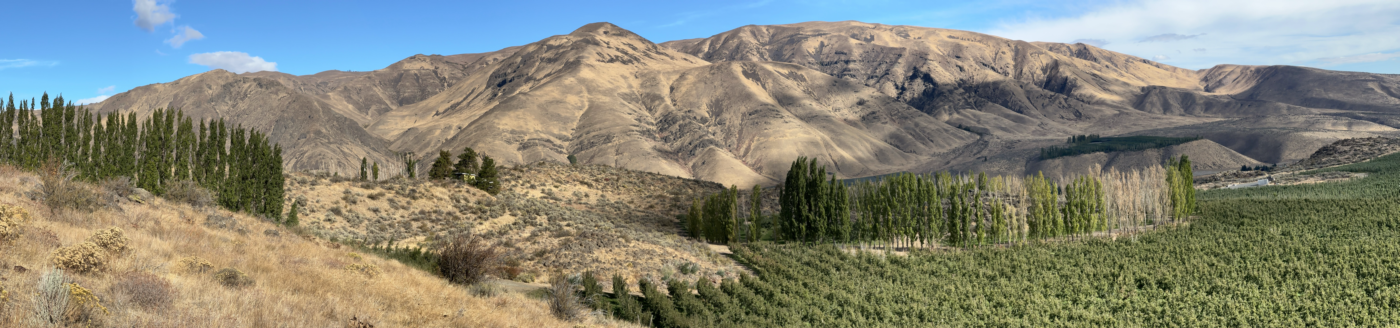 Photo of large brown mountain in background with orchards and poplar trees in foreground