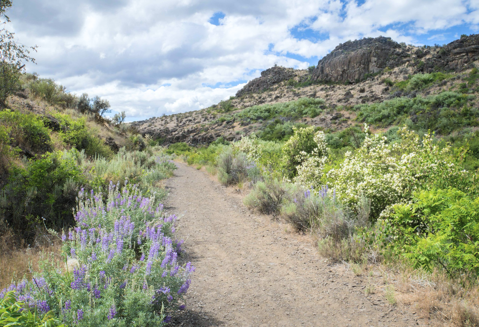Photo of Cowiche canyon trail, with wildflowers on either side and basalt outcropping on the upper right.