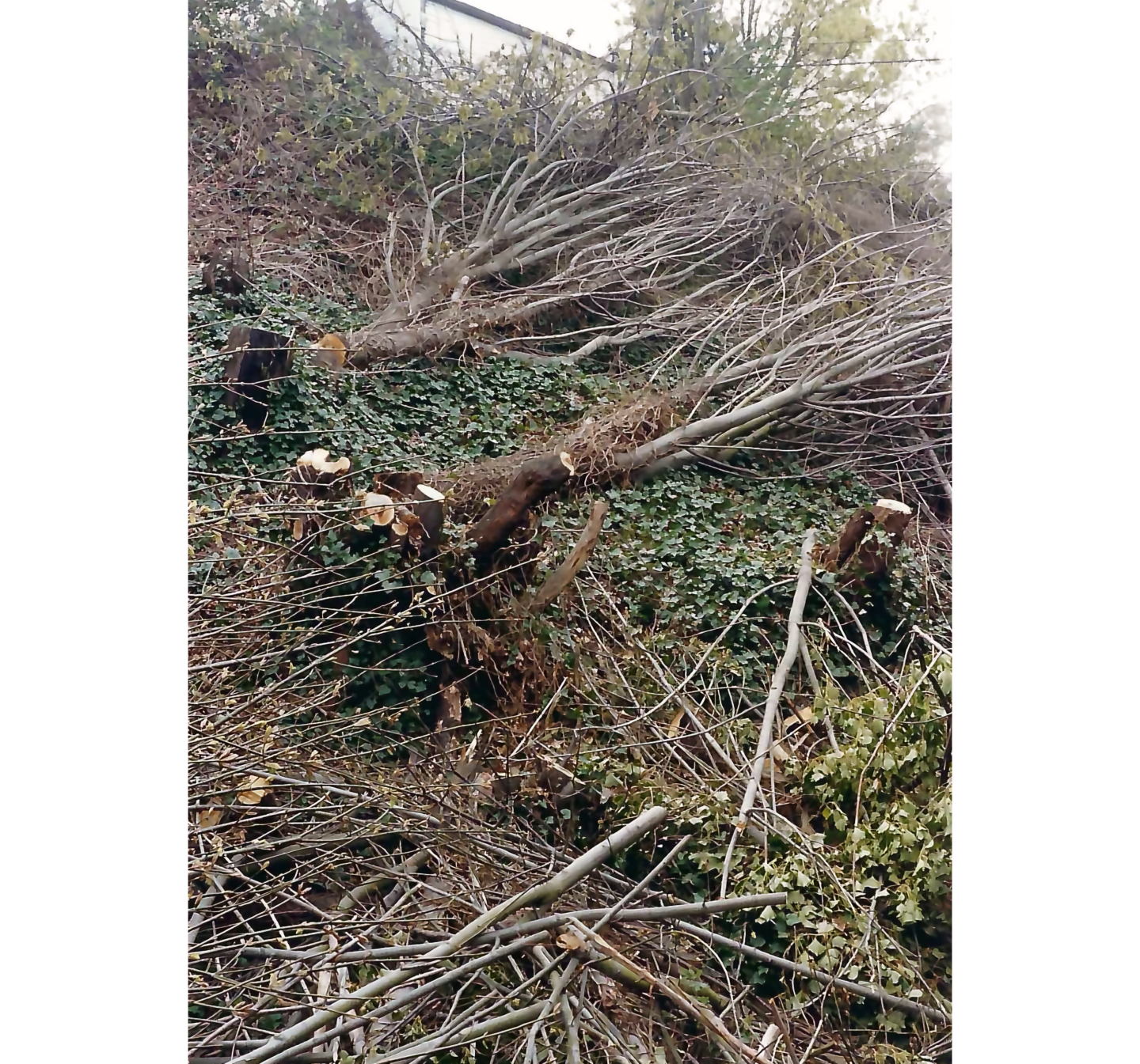 Photo of side o hill with cut tree, stumps, and fallen branches