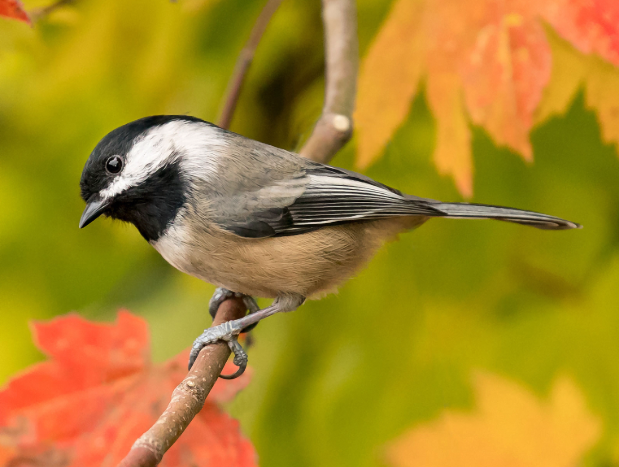 Mick Thompson photo of black-capped chickadee looking down to left on branch with red and gold leaves
