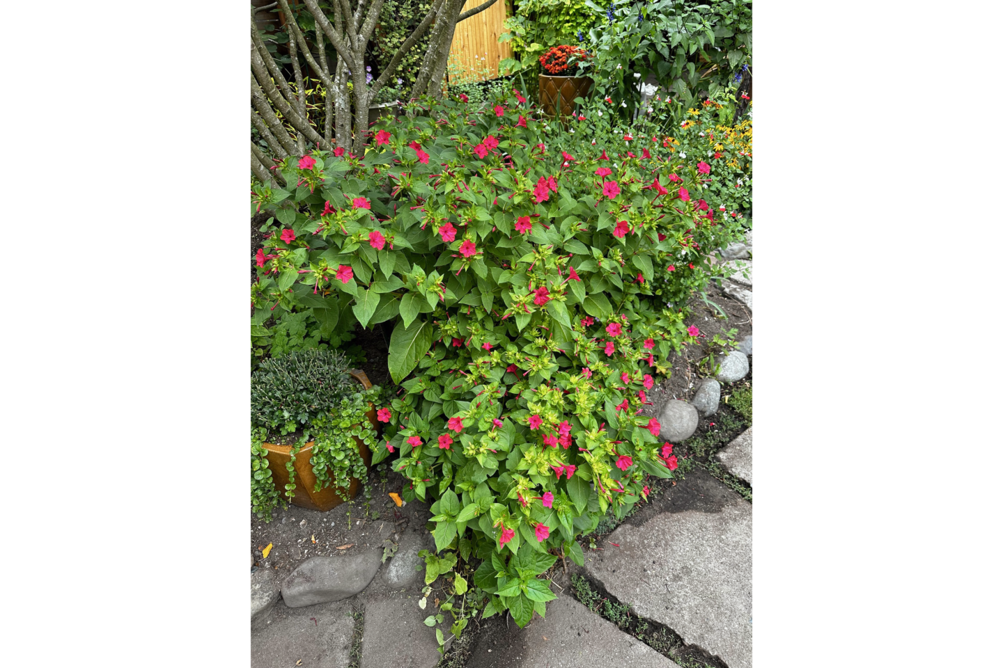 Photo of green low shrub with bright red blossoms