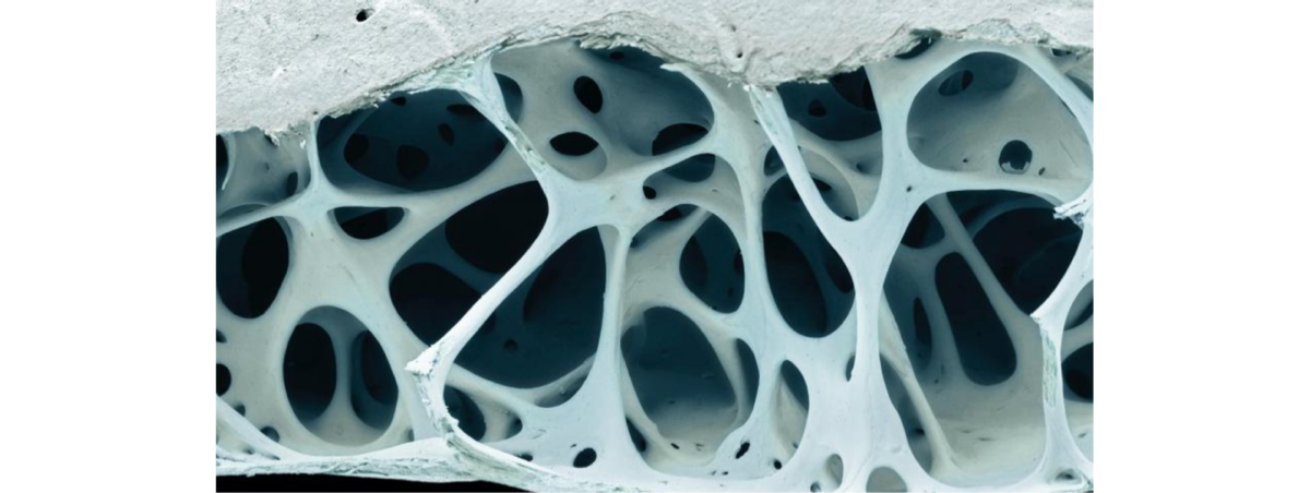 Photo of close-up of interior of brid bone, with dark holes and white, branching struts