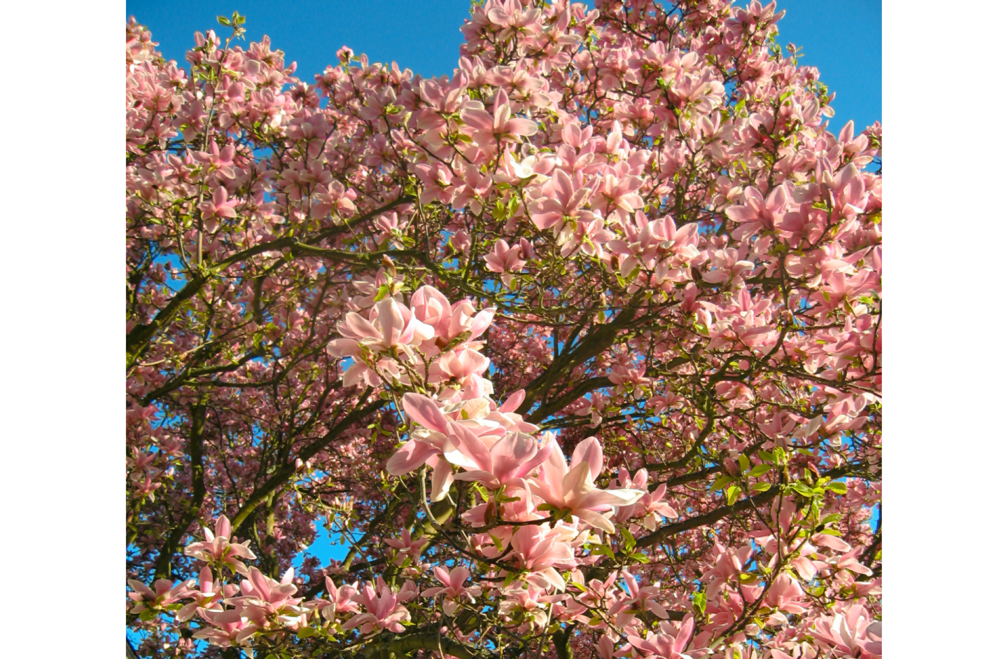 Photo of magnolia tree with bursting pink blossoms