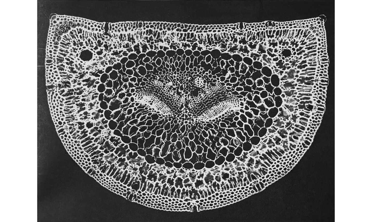 Photo of filigreed pine needle cell cross-section