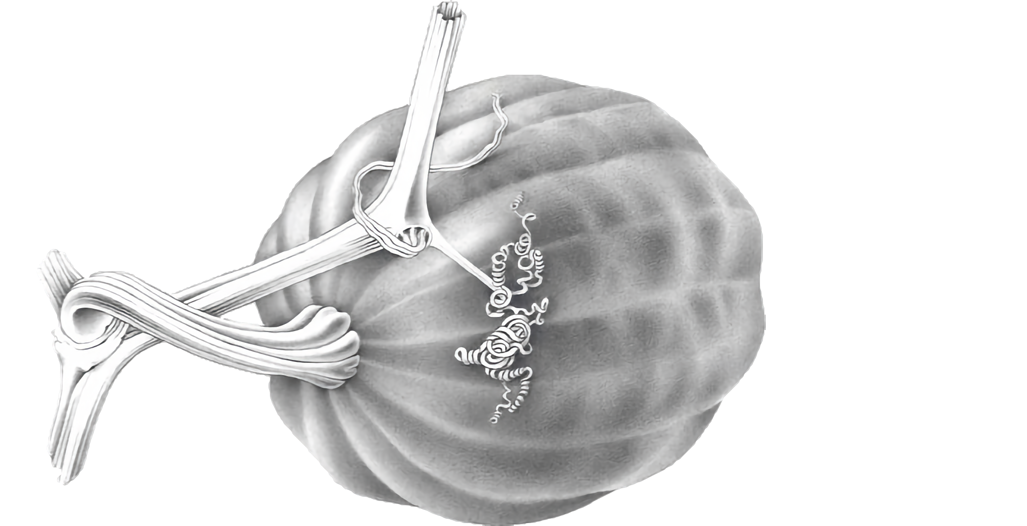 Black and white drawing of a squash