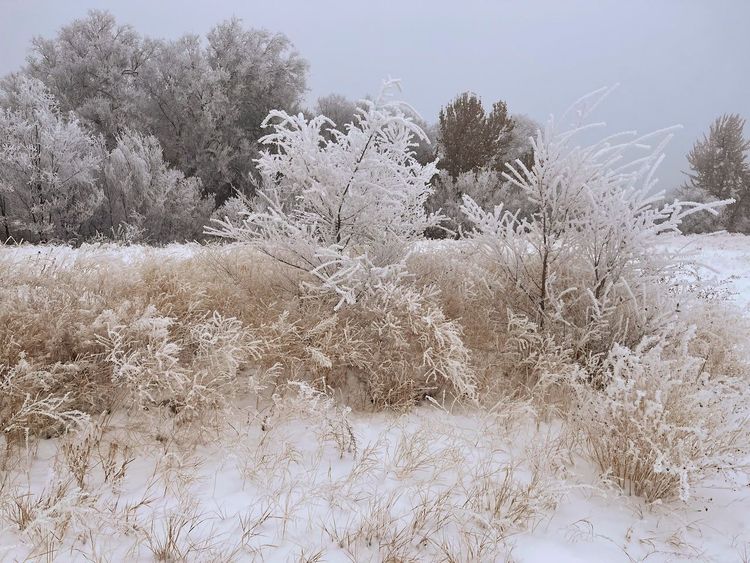 Photo of Tieton Winter Scene (Sandra Dean)