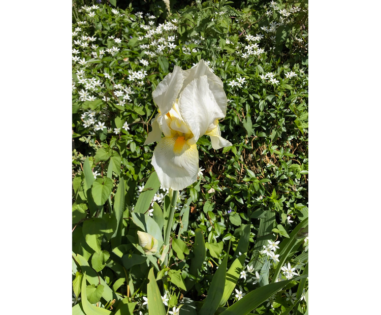 Photo of white iris with yellow-orange interior against background of green plants and small white flowers