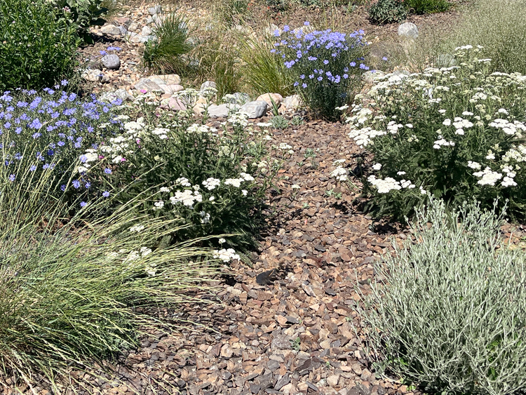 Photo of a curving stone path surrounded by white and blue native plants and green grasses