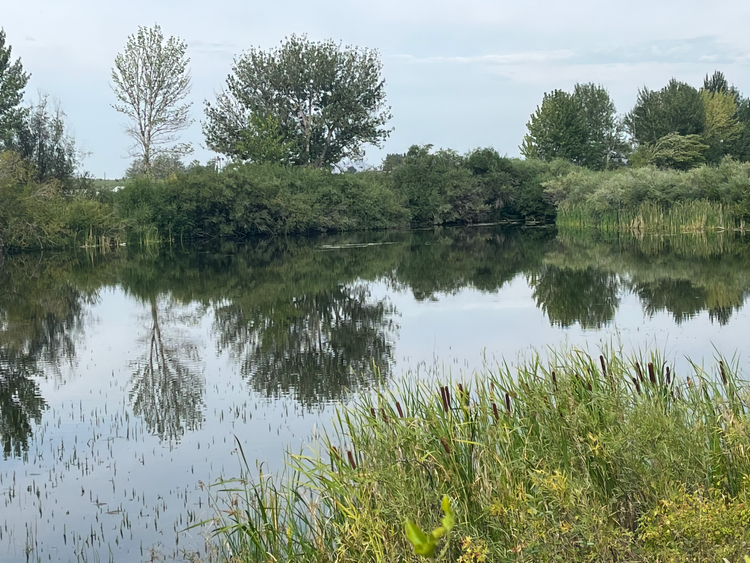 Photo of small pond surrounded by trees, shrubs, and cattails.