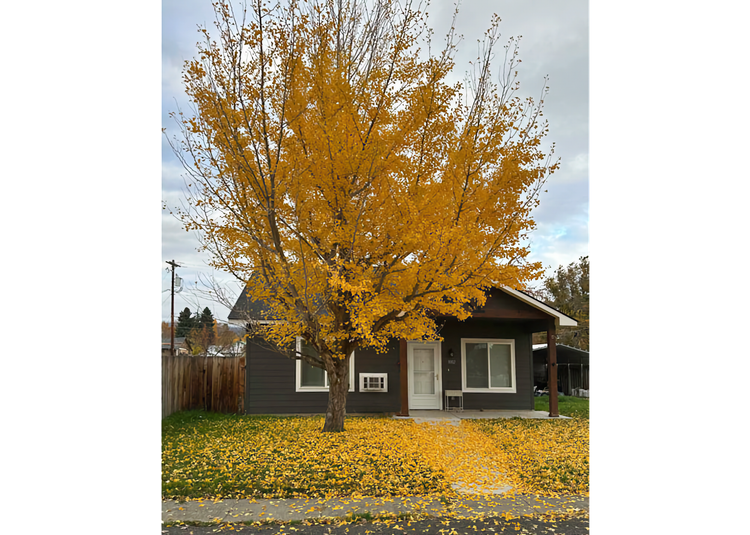Photo of small, single story brown home with golden ginkgo and fallen leaves on lawn in front
