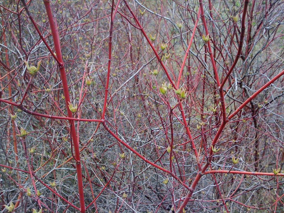 Photo of Red Osier Dogwood (Sandra Dean)