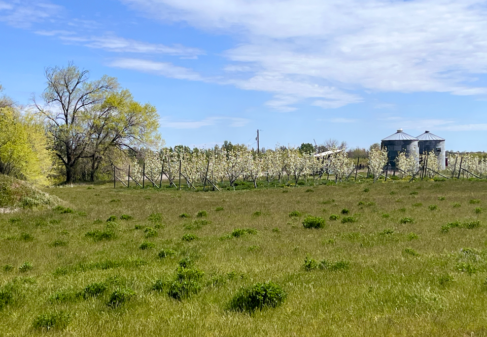A panoramic view of a pear orchard in full white bloom, backed by two grain silos, with a green grass field in the foreground and a partly cloudy blue sky above.