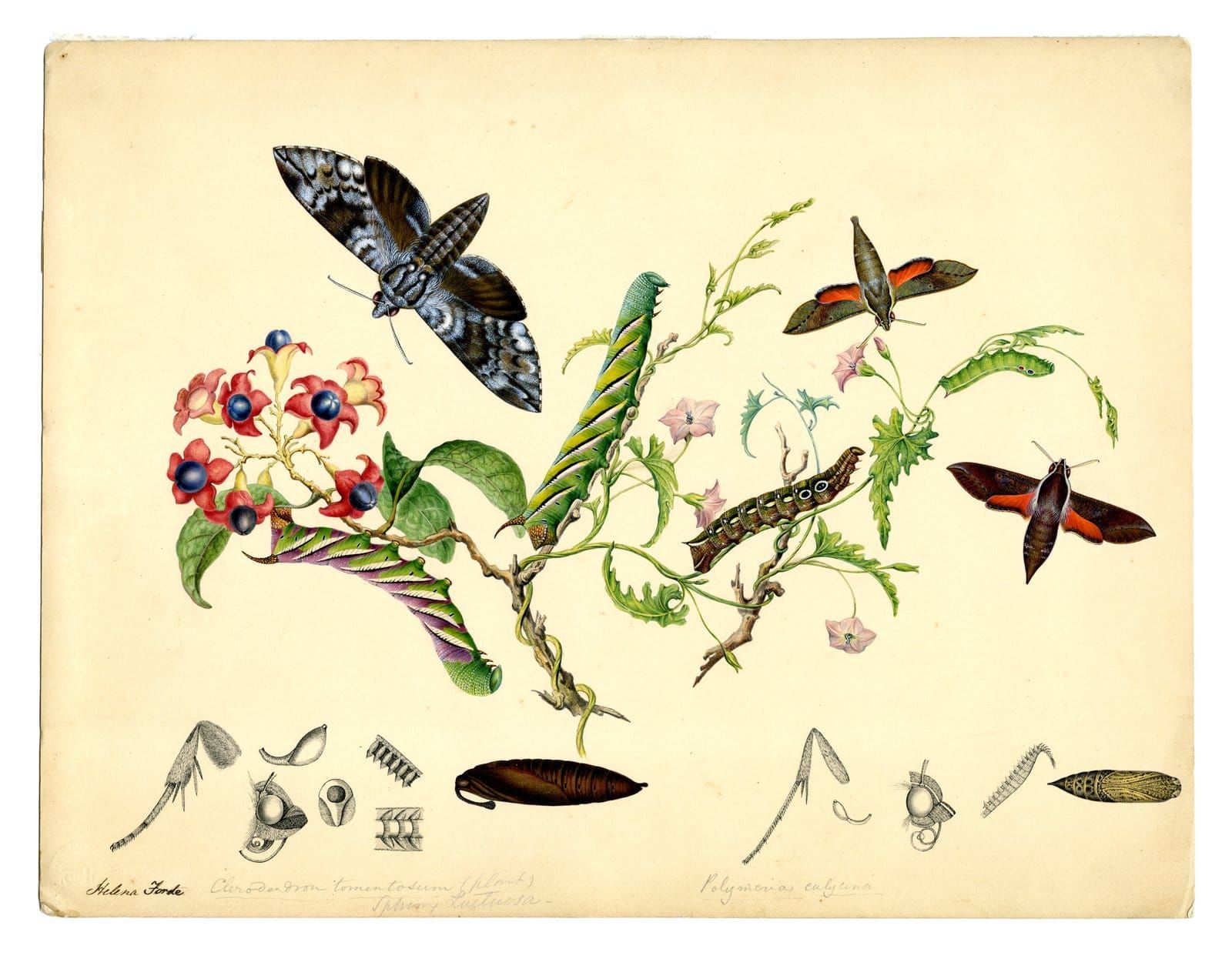 Making news this week: Alice, energy and agrihoods