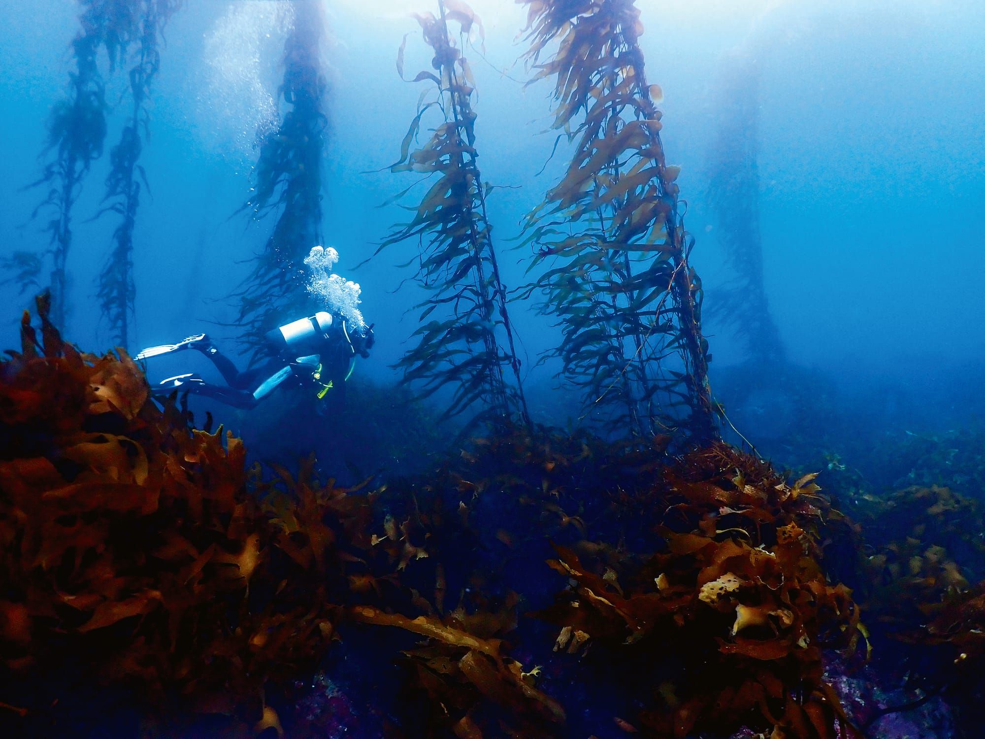 The Underwater Gardener