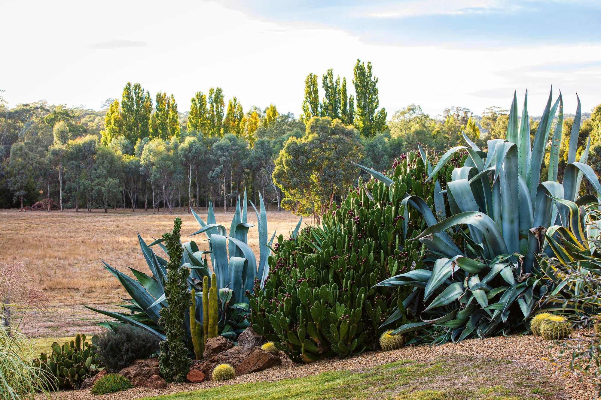 An agave appreciation society