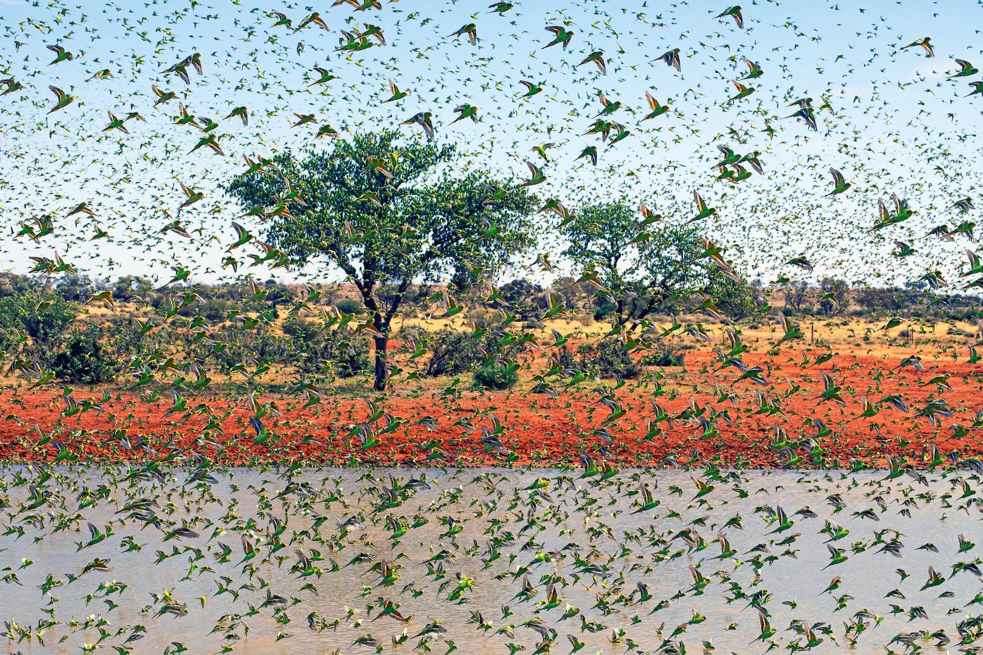 A man and his budgies
