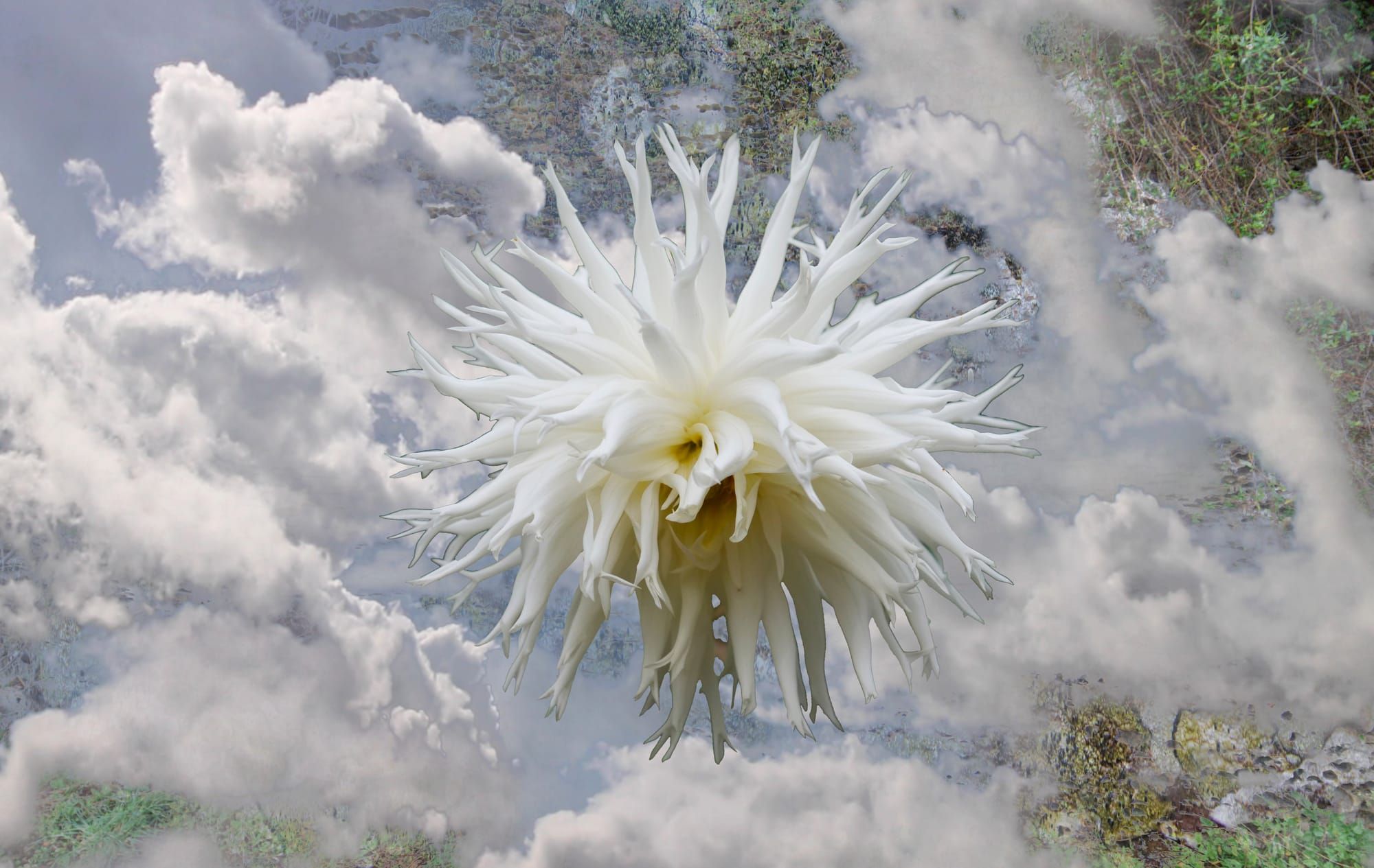 Behold, the bee’s secret weapon