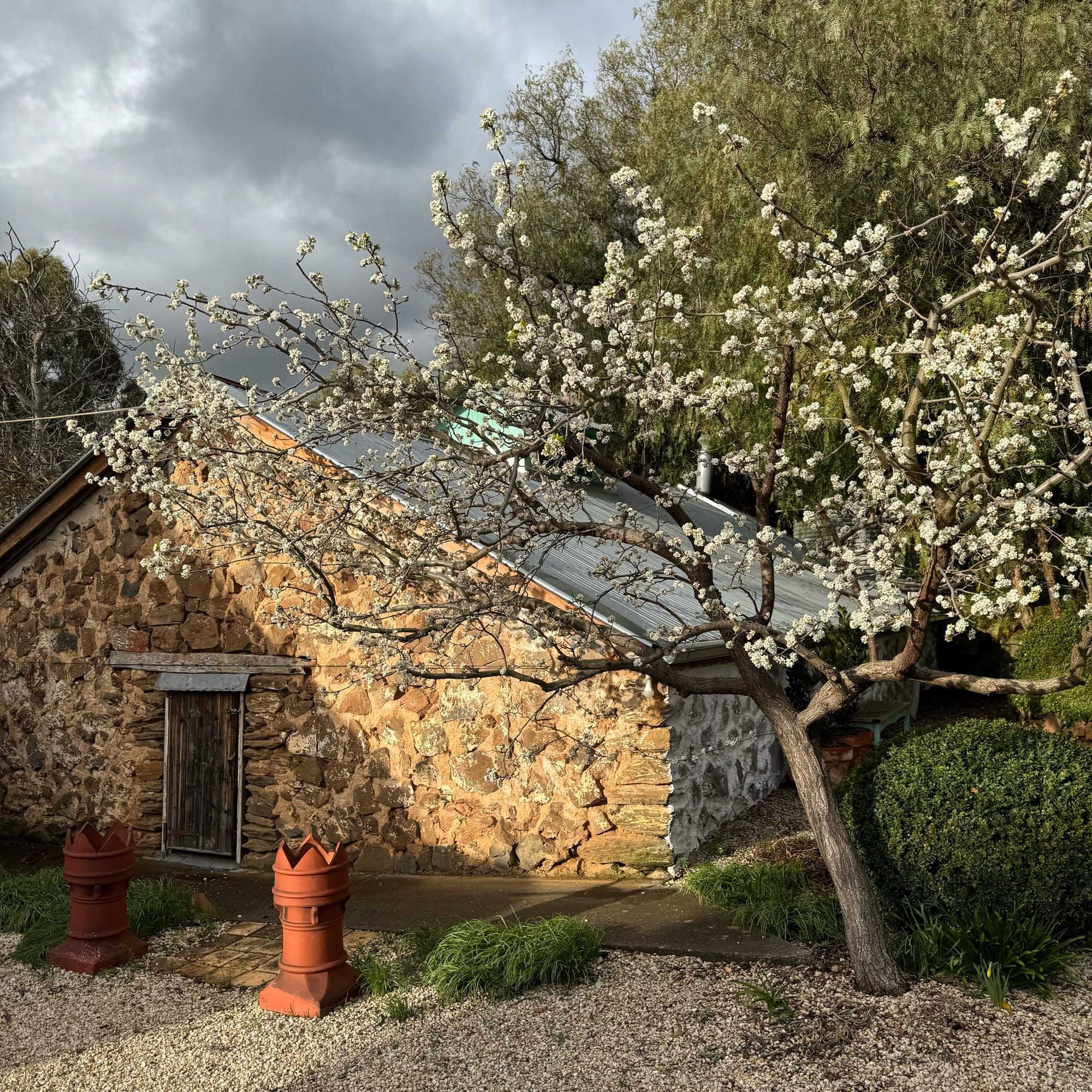 The Dysmorphic Gardener