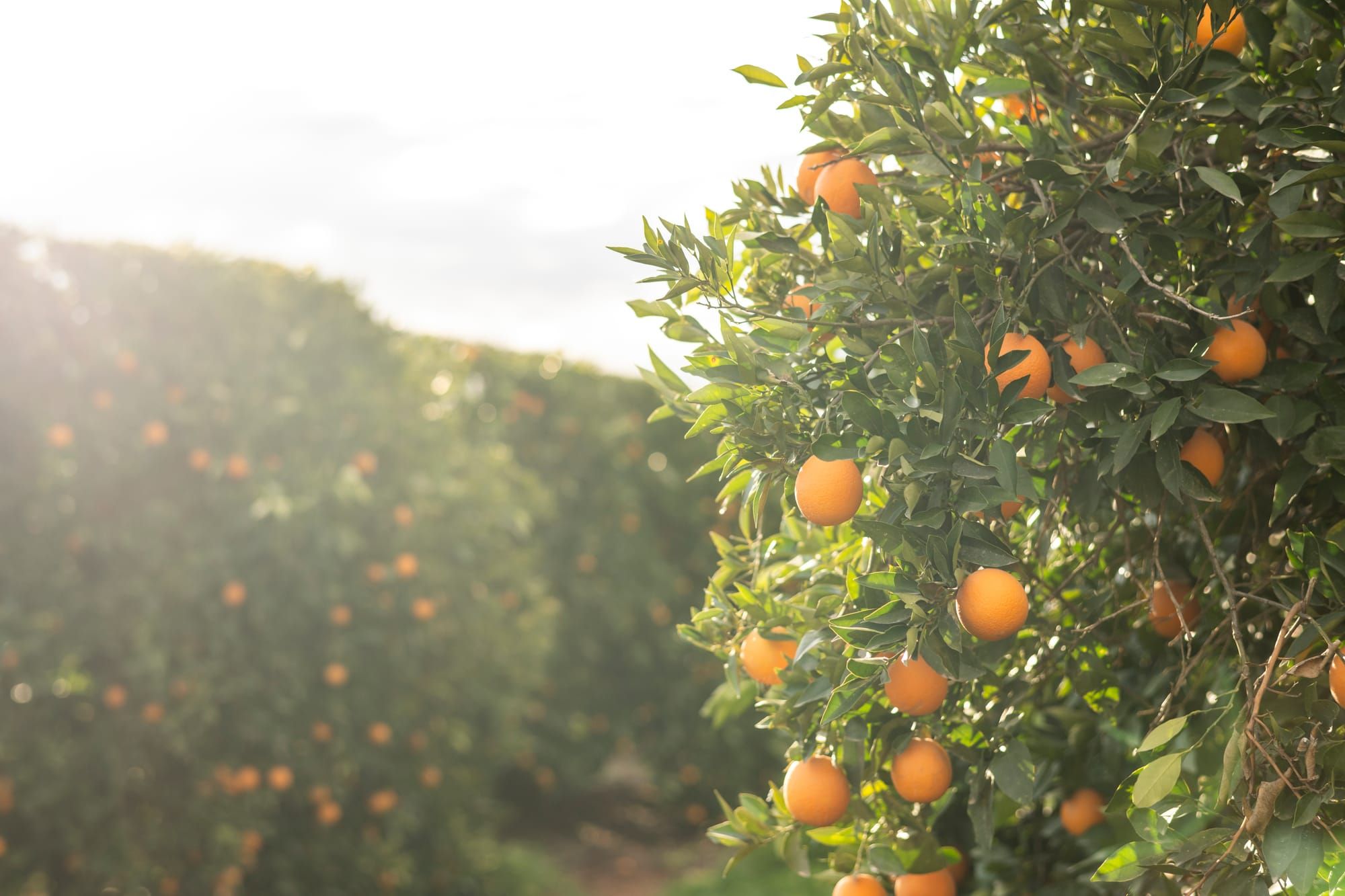 Griffith: Galah's complete guide