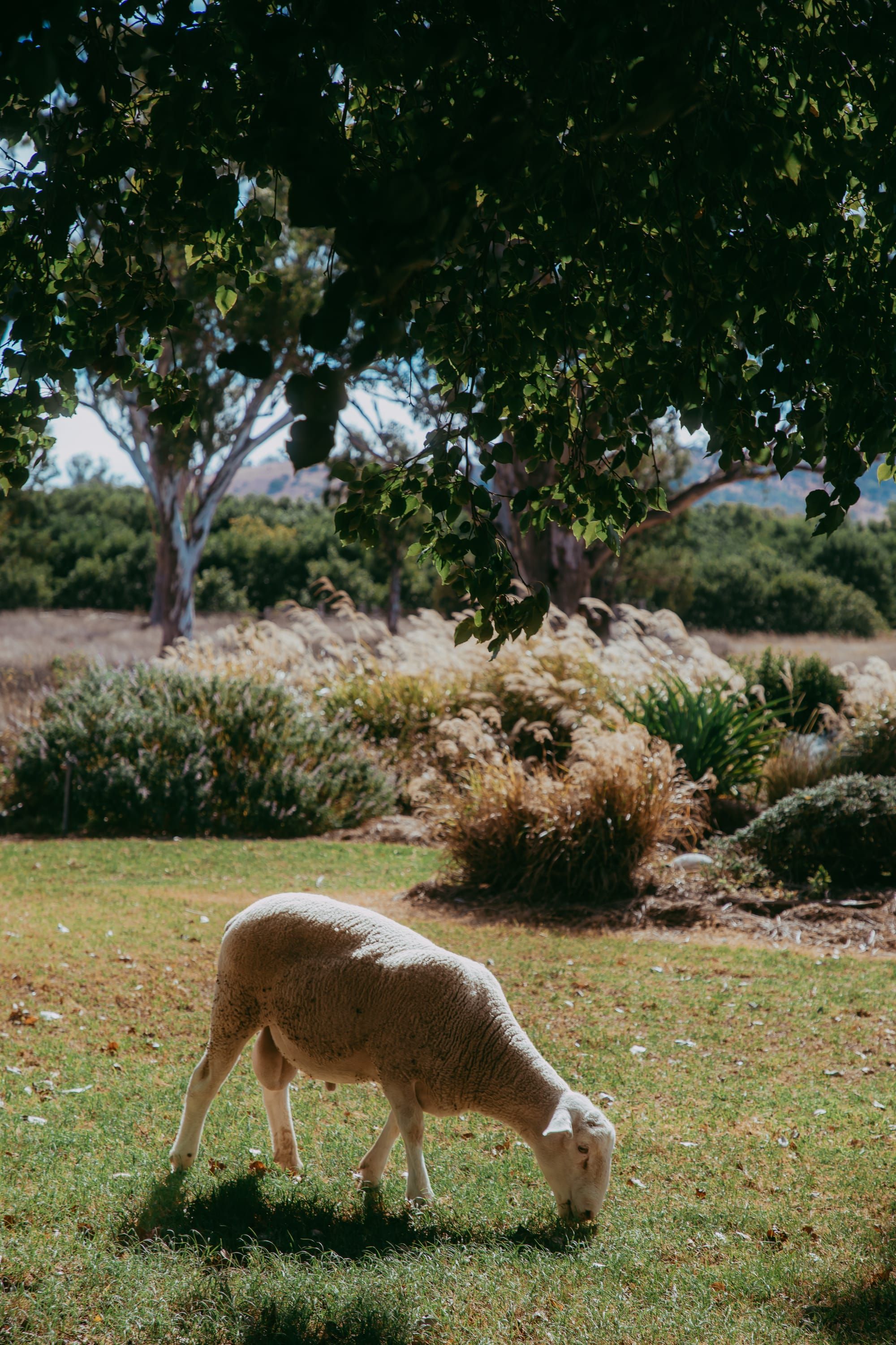 A post-Galah update involving rams