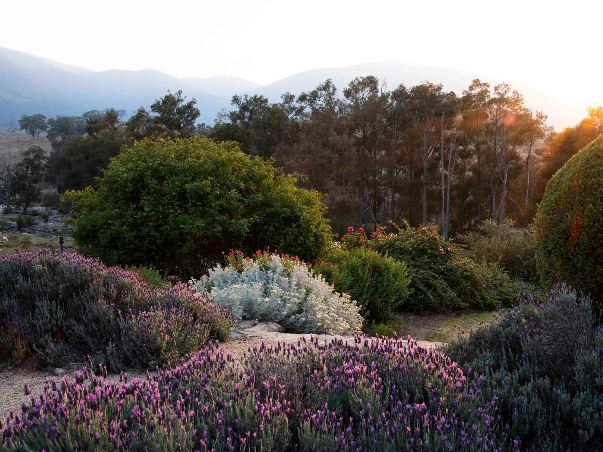 A planting guide by Carolyn Robinson