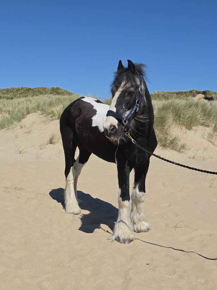 The grief we don't talk about: Why losing a pet deserves more recognition.