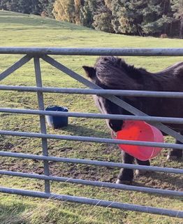 The Big Feed Conundrum