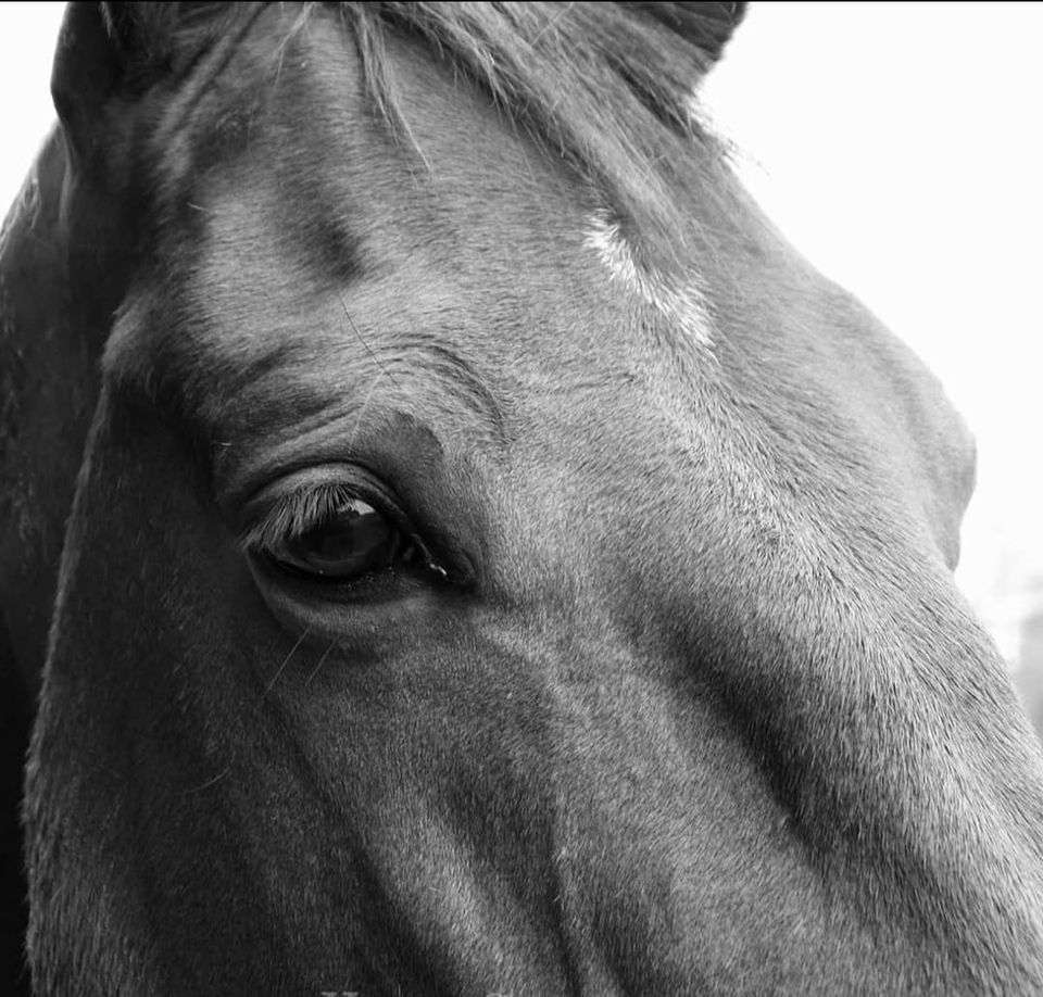 Understanding and Nurturing Equestrian Mental Health Through Seasonal Changes