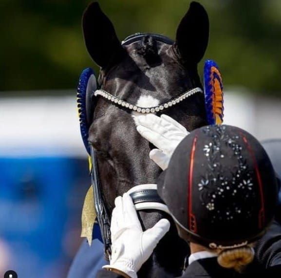Blue Hors Takes a Stand: Prioritising Horse Welfare in Dressage