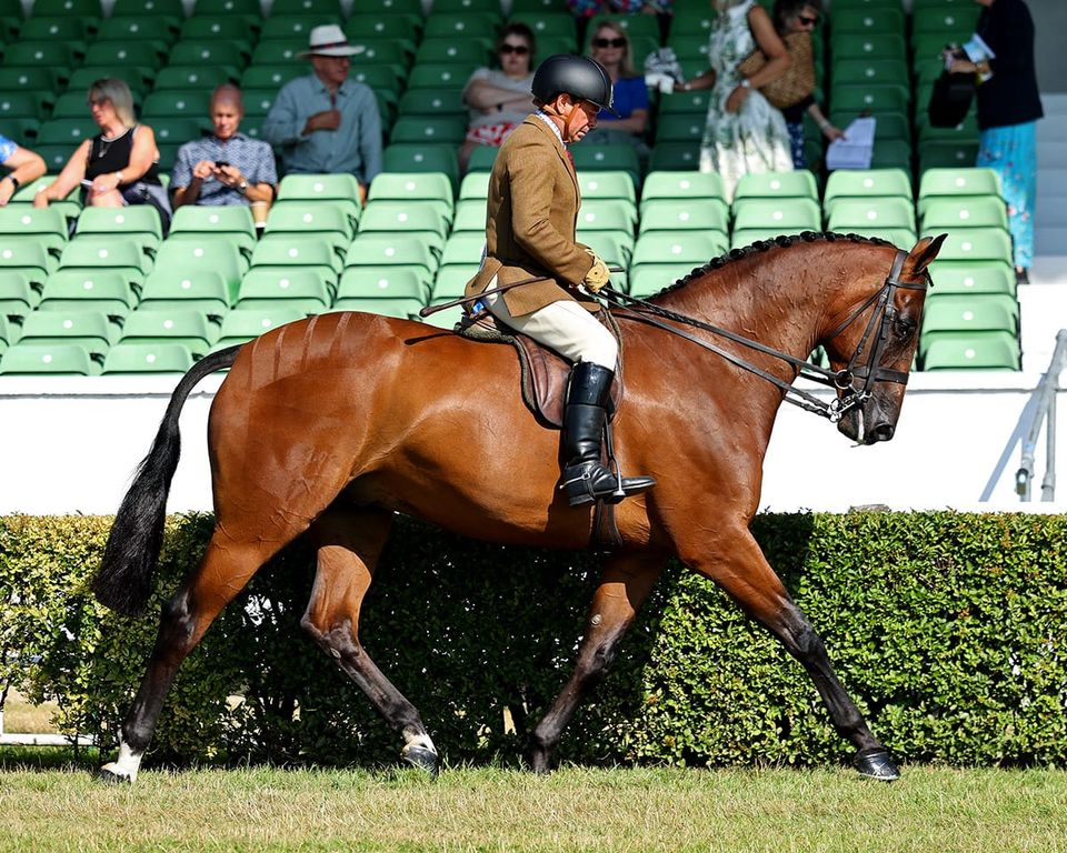 Shanaghan Horses Celebrate Double Championship Success at the Great Yorkshire Show