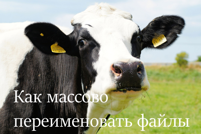 Быстрый совет. Как переименовать сотни файлов за минуту