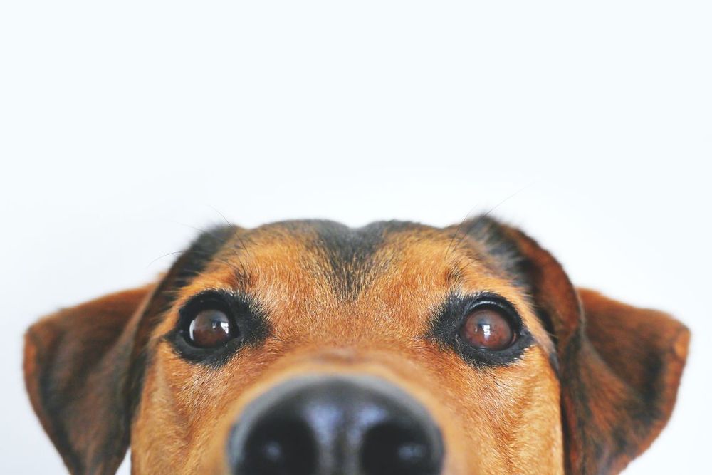 Обзор DogNote. Сервис управления задачами для собачников