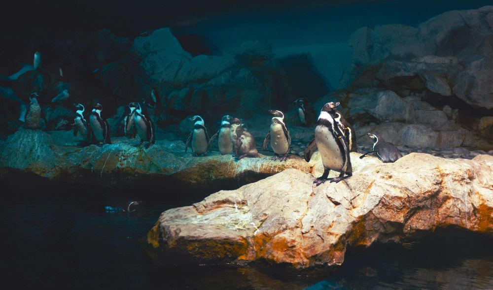 Лучшие Linux-дистрибутивы для начинающих и продвинутых пользователей